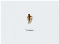 藏品(雙翅目)的圖片